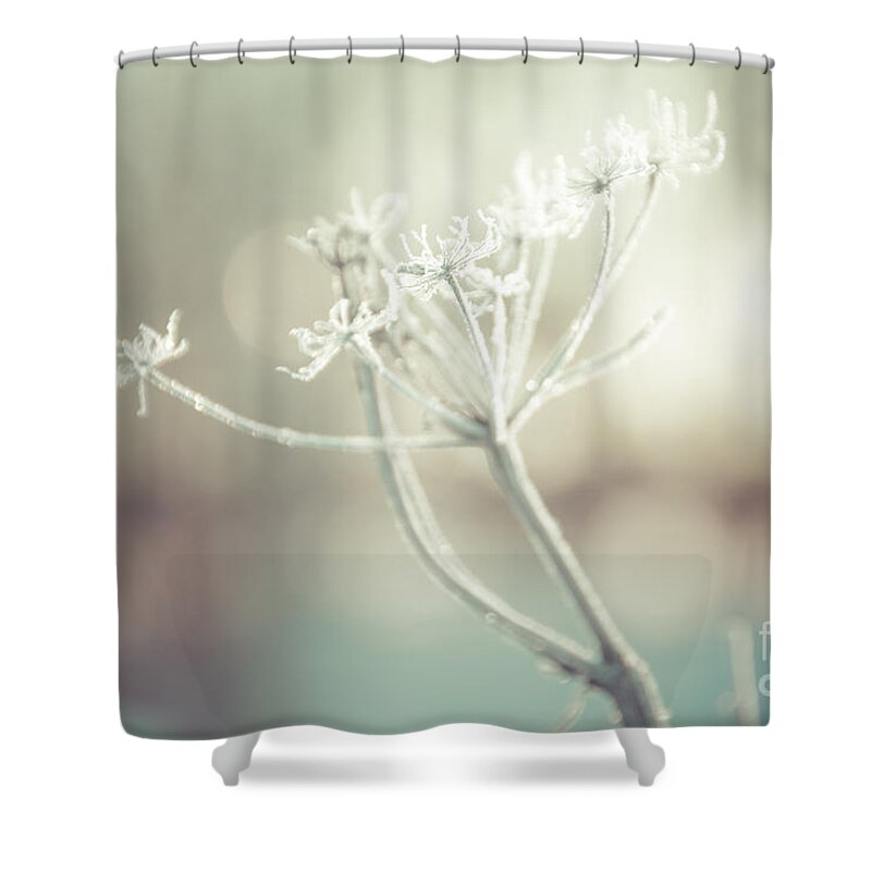 Queen Anne's Lace Shower Curtain featuring the photograph Frozen Lace by Cheryl Baxter