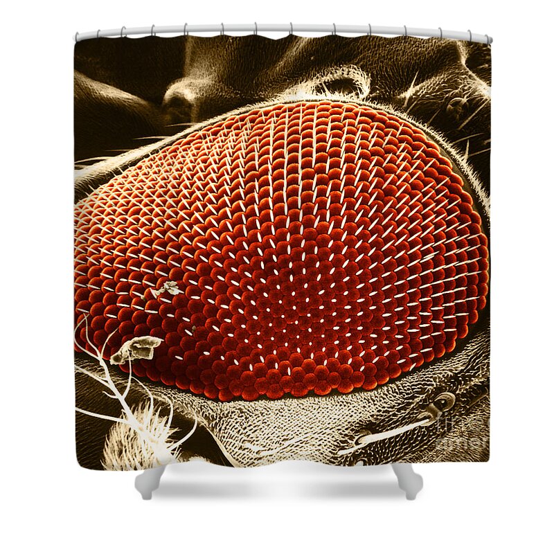 Fruitfly Shower Curtain featuring the photograph Fruit Fly Eye SEM by Omikron