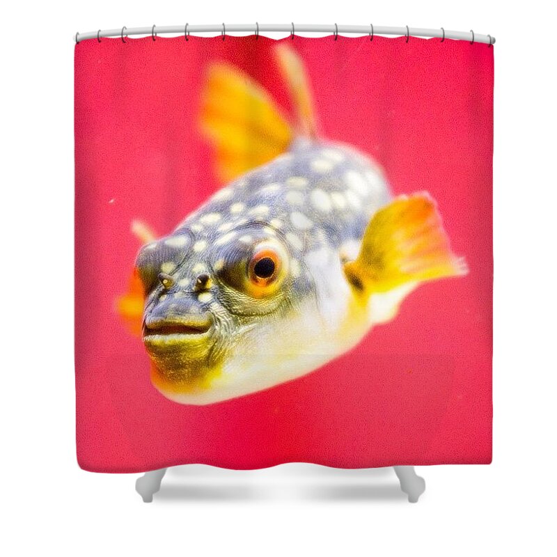 Pufferfish Shower Curtain featuring the photograph Funny Fish by Aleck Cartwright