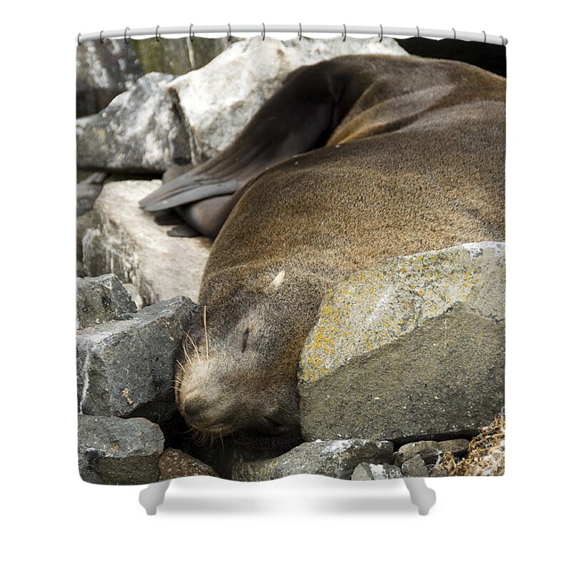 Fur Seal Shower Curtain featuring the photograph Fur Seal by Milena Boeva