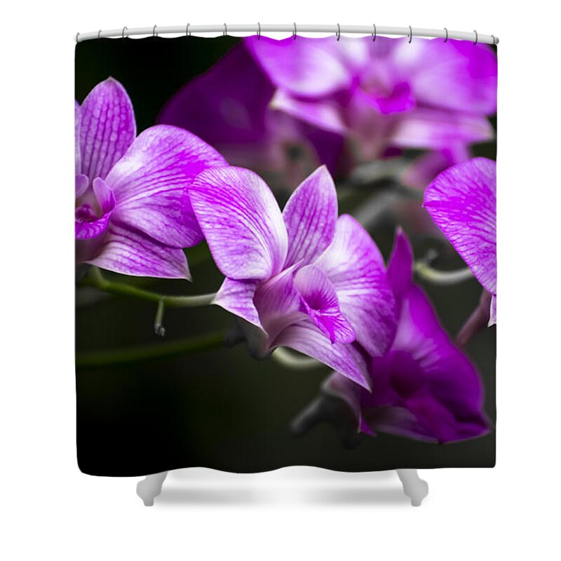 Flowers Shower Curtain featuring the photograph Fushia Orchid by Penny Lisowski
