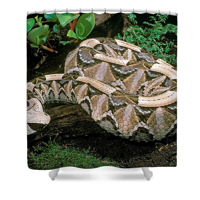 Gaboon Viper Shower Curtain featuring the photograph Gaboon Viper by ER Degginger