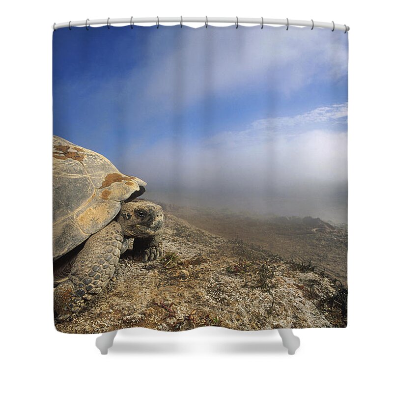Feb0514 Shower Curtain featuring the photograph Galapagos Giant Tortoise Overlooking by Tui De Roy