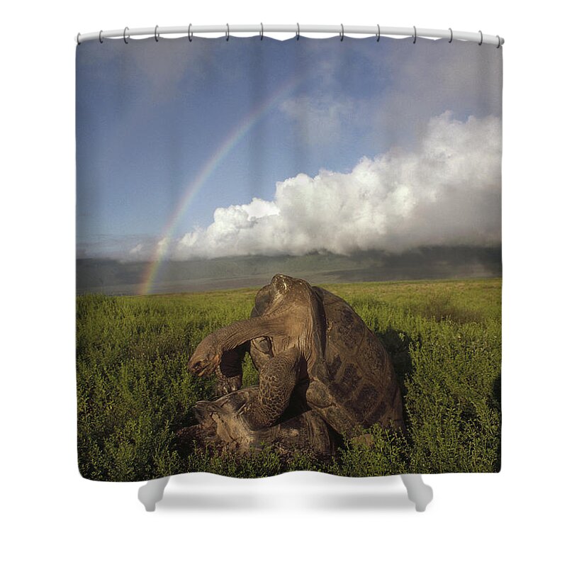 Feb0514 Shower Curtain featuring the photograph Galapagos Giant Tortoises Mating Alcedo by Tui De Roy