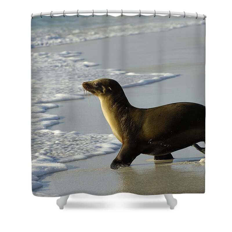 Feb0514 Shower Curtain featuring the photograph Galapagos Sea Lion In Gardner Bay by Pete Oxford
