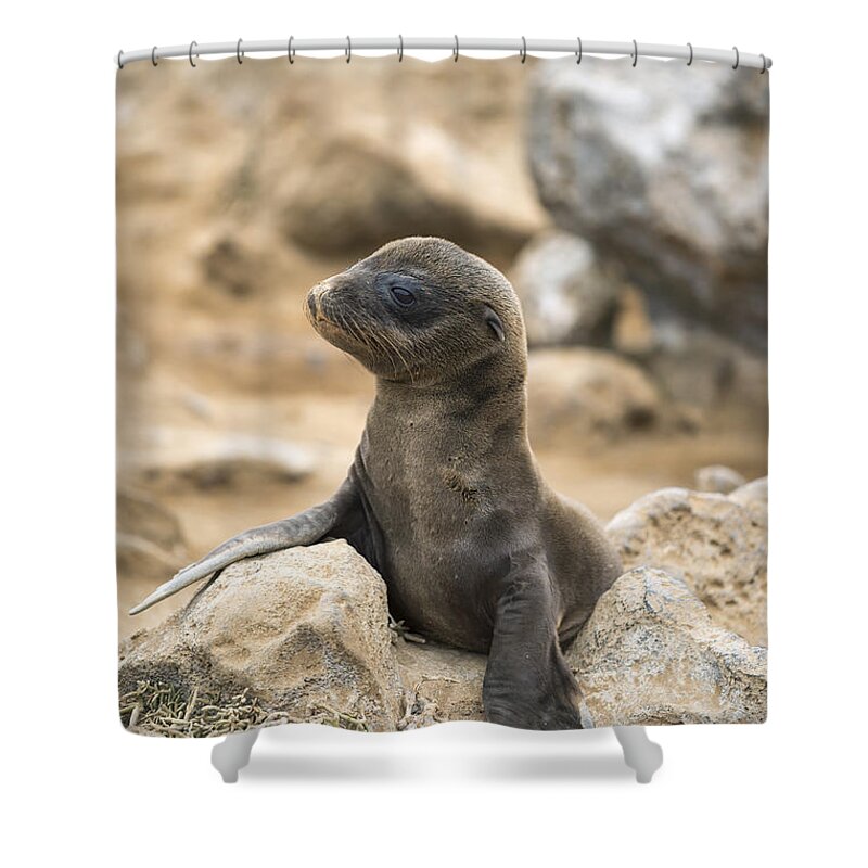Tui De Roy Shower Curtain featuring the photograph Galapagos Sea Lion Pup Champion Islet by Tui De Roy