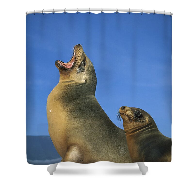 Feb0514 Shower Curtain featuring the photograph Galapagos Sea Lion With Yearling by Tui De Roy