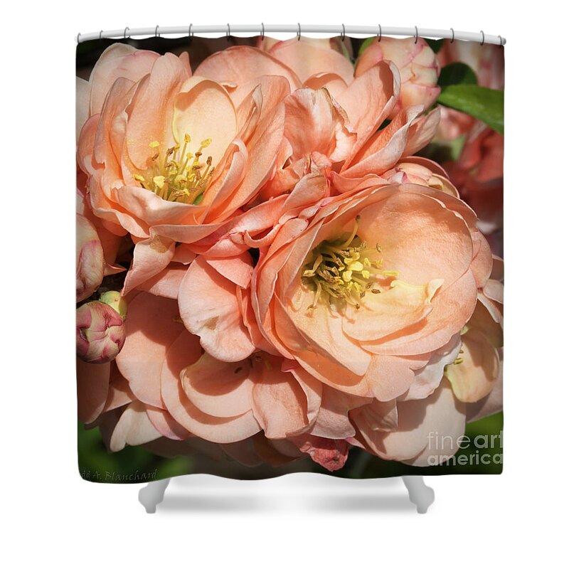 Flowers Shower Curtain featuring the photograph Garden Beauties by Todd Blanchard