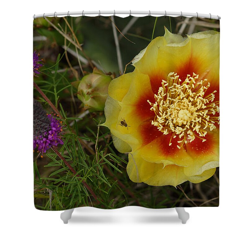 Gattinger's Prairie Clover And Prickly Pear Flower Shower Curtain featuring the photograph Gattinger's Prairie Clover And Prickly Pear Flower by Daniel Reed