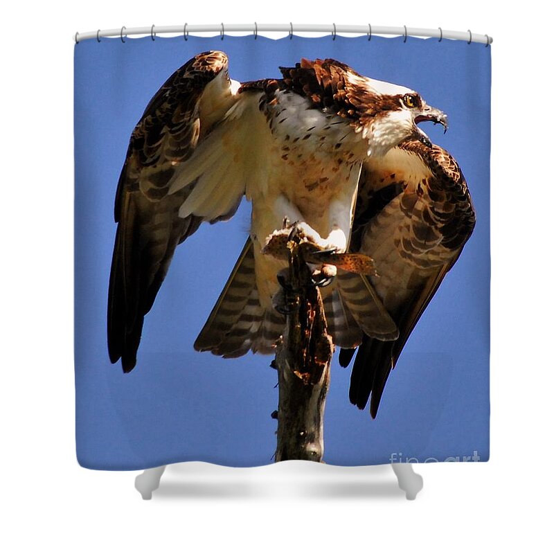 This Osprey Caught A Fellow Osprey Coming In From Above To Steal His Catch At Pineland Marina Shower Curtain featuring the photograph Guarded by Quinn Sedam