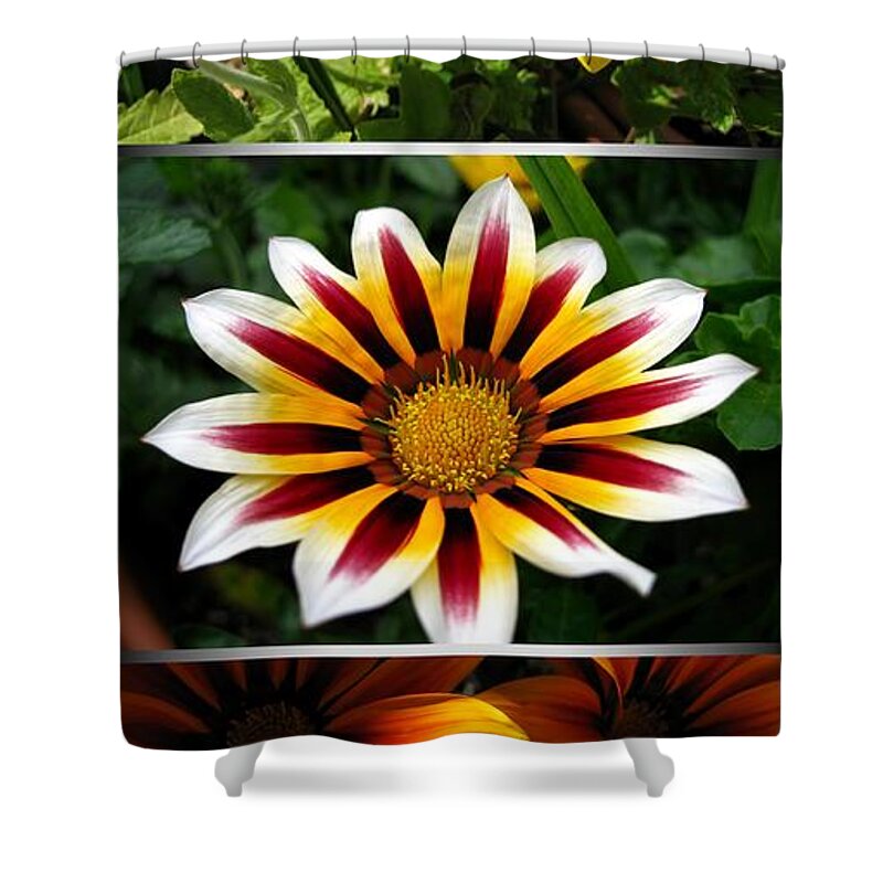 Mccombie Shower Curtain featuring the photograph Gazania - Kiss Series by J McCombie