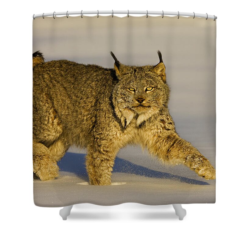 Lynx Shower Curtain featuring the photograph Gaze by Jack Milchanowski