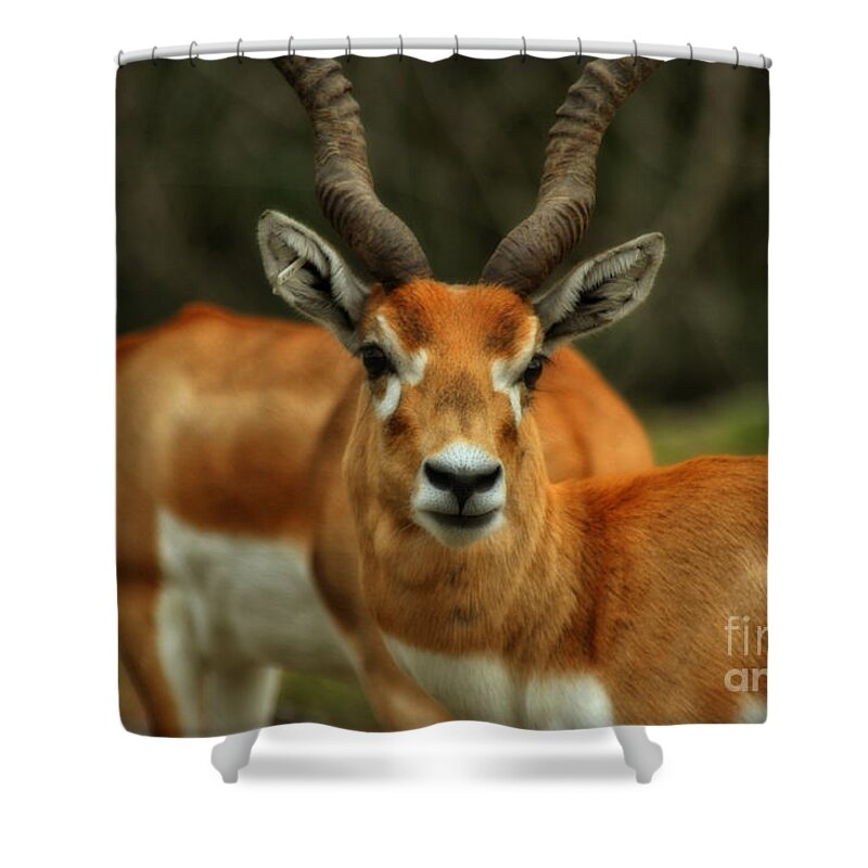 Gazelle Shower Curtain featuring the photograph Gazelle by Doc Braham