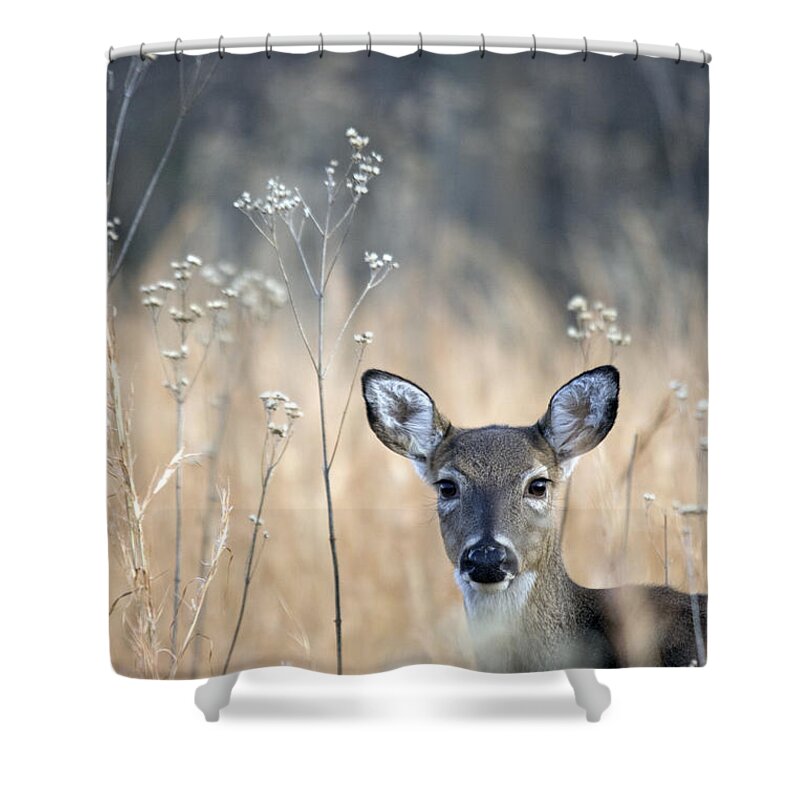 White Tail Deer Shower Curtain featuring the photograph Gazing Doe by John Harmon