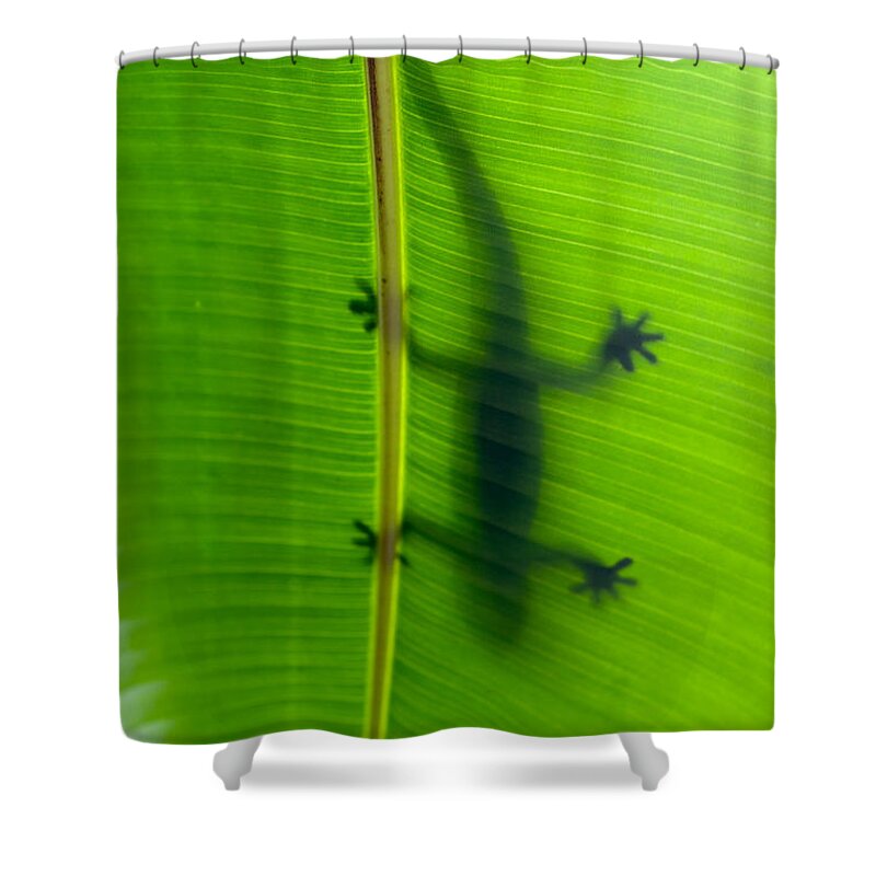 Hawaii Shower Curtain featuring the photograph Gecko silhouette by Dan McManus