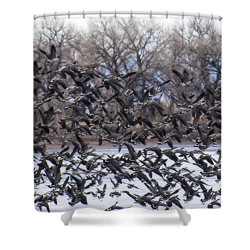 Gaggle Shower Curtain featuring the photograph Geese in Flight by Marilyn Hunt