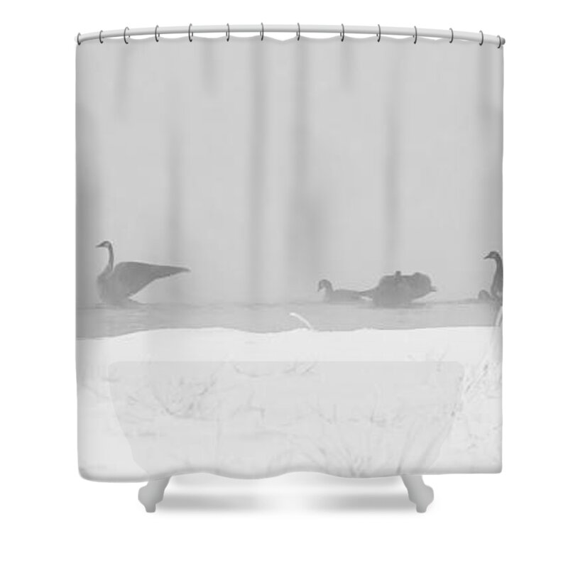 Geese Shower Curtain featuring the photograph Geese by Steven Ralser