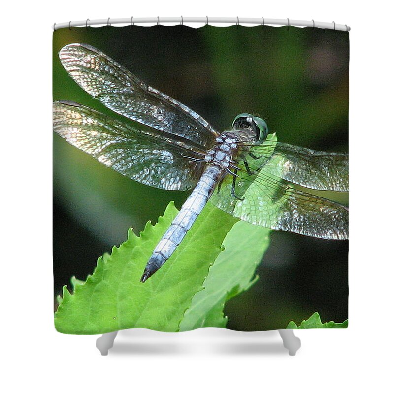 Dragon Fly Shower Curtain featuring the photograph Gentle Dragon by Cleaster Cotton