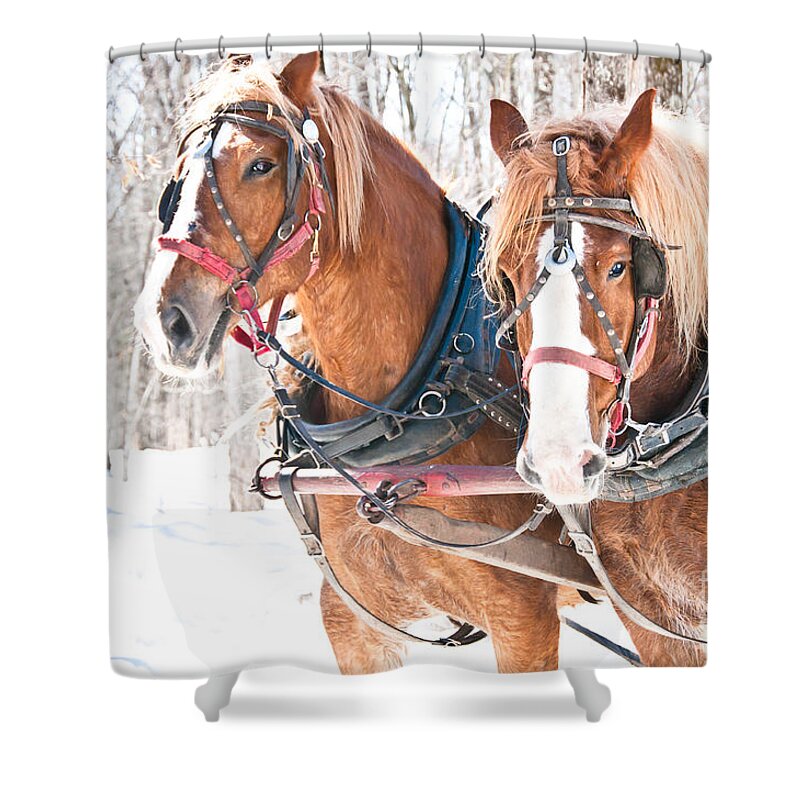 Maple Syrup Shower Curtain featuring the photograph Gentle Giants by Cheryl Baxter