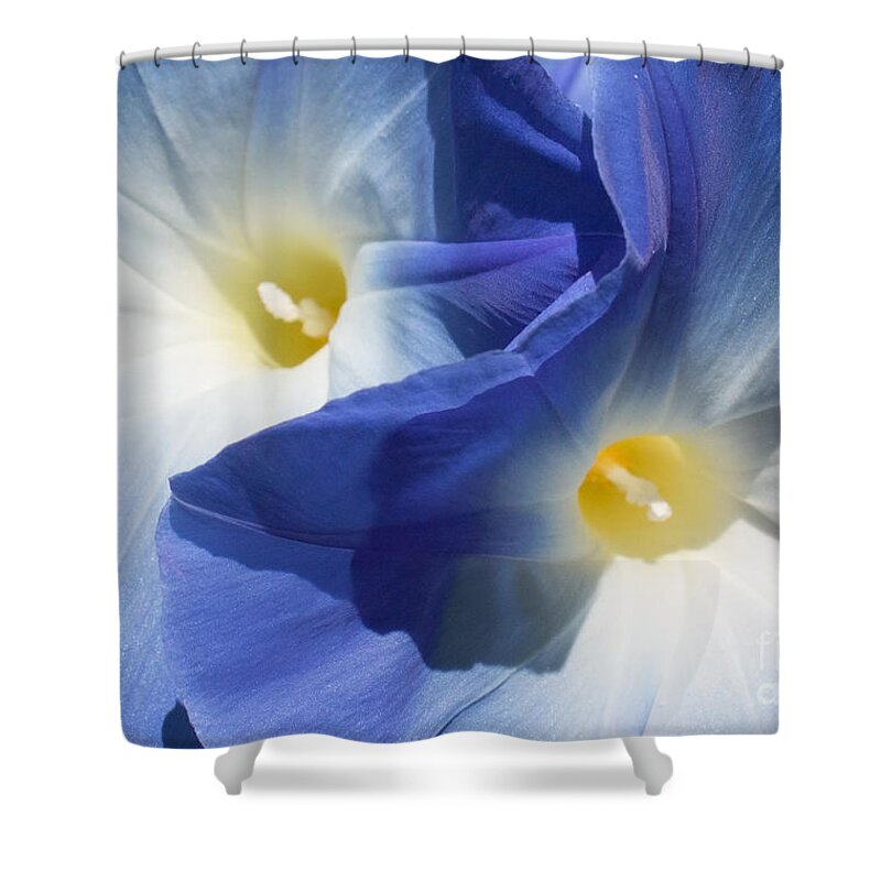 Morning Glory Shower Curtain featuring the photograph Gently Unfolding by Barbara McMahon
