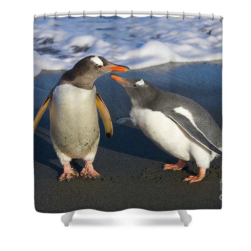 00345356 Shower Curtain featuring the photograph Gentoo Penguin Chick Begging For Food by Yva Momatiuk and John Eastcott