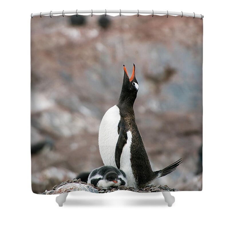Animals In The Wild Shower Curtain featuring the photograph Gentoo Penguin Pygoscelis Papua by Jim Julien / Design Pics