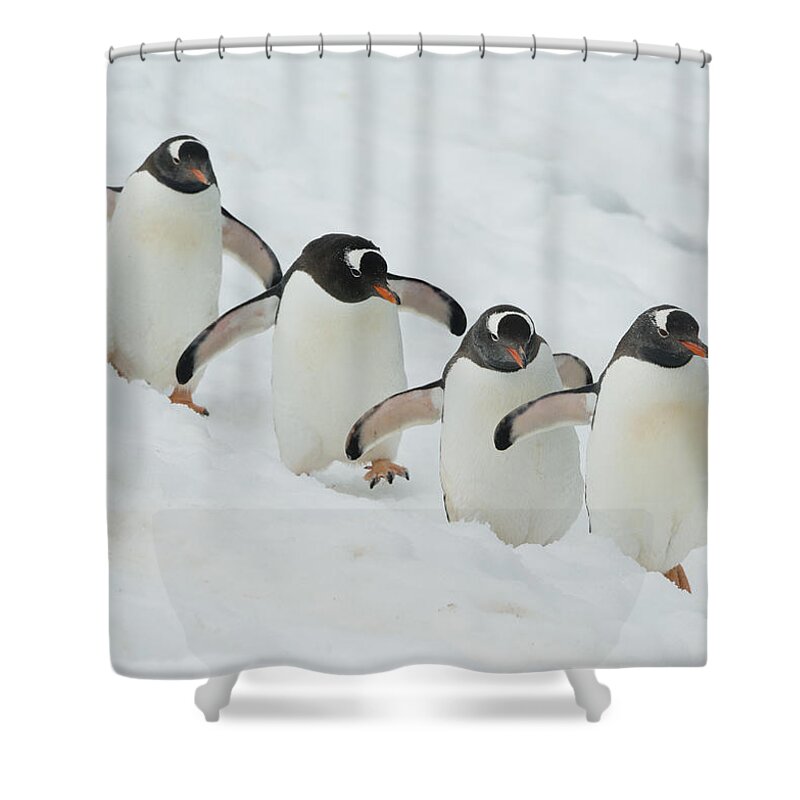534754 Shower Curtain featuring the photograph Gentoo Penguin Quartet Booth Isl by Kevin Schafer