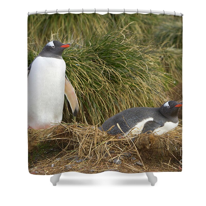 00345979 Shower Curtain featuring the photograph Gentoo Penguins Nesting by Yva Momatiuk John Eastcott