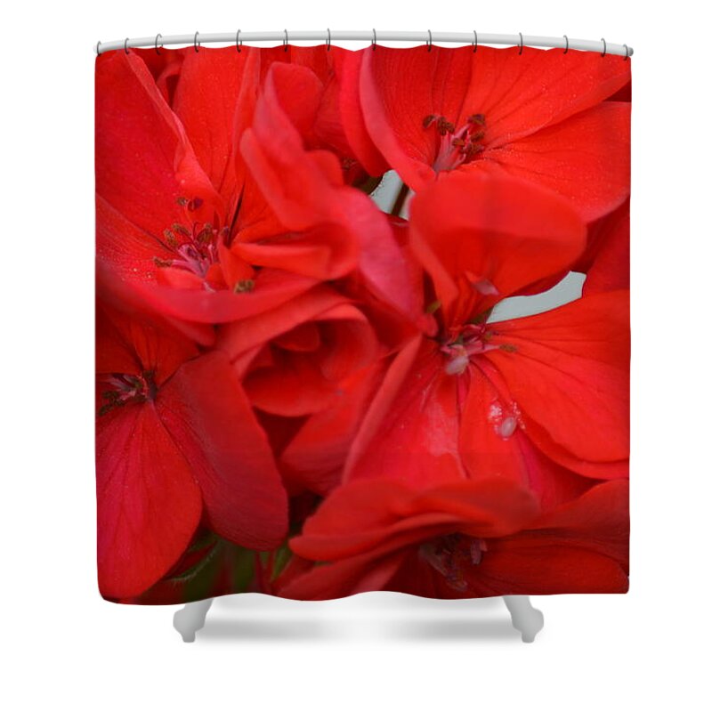 Geranium Red Shower Curtain featuring the photograph Geranium Red by Maria Urso