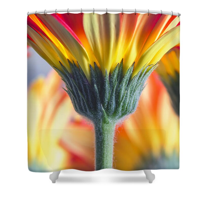 Flowers Shower Curtain featuring the photograph Gerber From The Stem by Bill and Linda Tiepelman