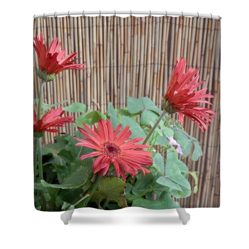A Pot Of Red Geberas In Bloom. Shower Curtain featuring the photograph Gerbera Glory by Belinda Lee