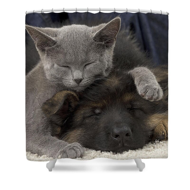 Cat Shower Curtain featuring the photograph German Shepherd And Chartreux Kitten by Jean-Michel Labat