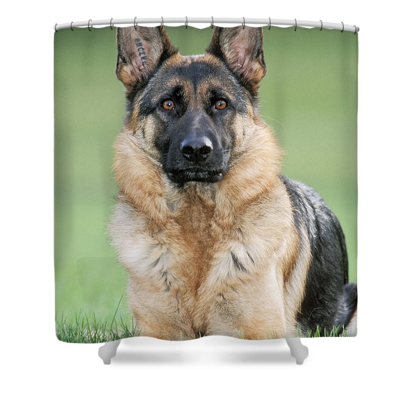 Dog Shower Curtain featuring the photograph German Shepherd by Johan De Meester