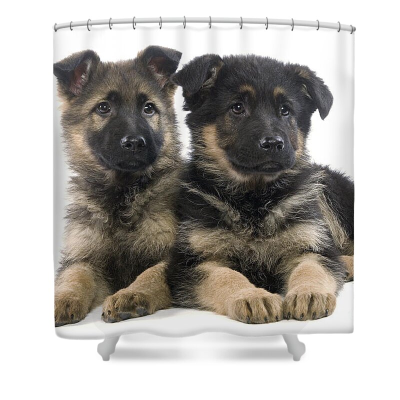 Dog Shower Curtain featuring the photograph German Shepherd Puppies by Jean-Michel Labat