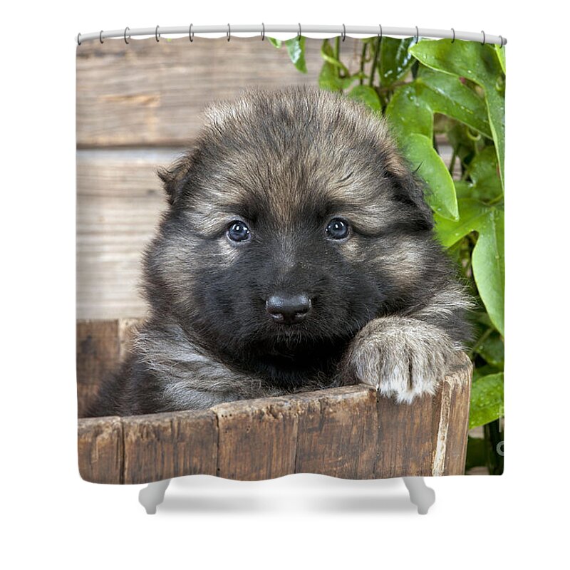 Dog Shower Curtain featuring the photograph German Shepherd Puppy by John Daniels