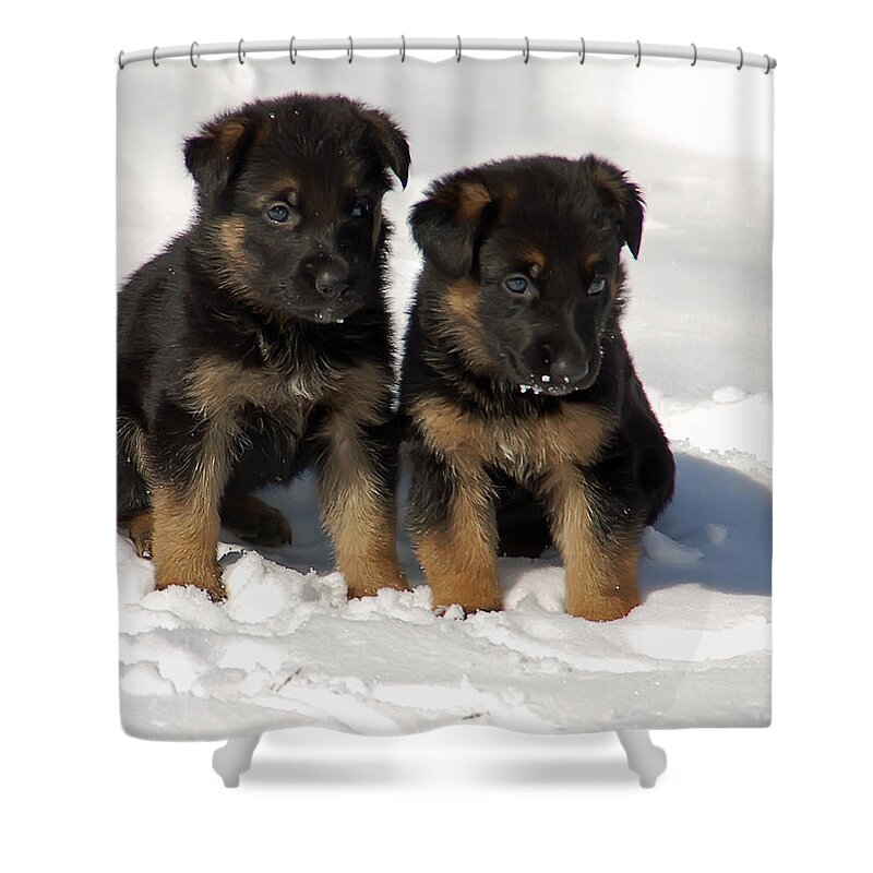 Animal.dog Shower Curtain featuring the photograph German Shepherd pups by Aimee L Maher ALM GALLERY
