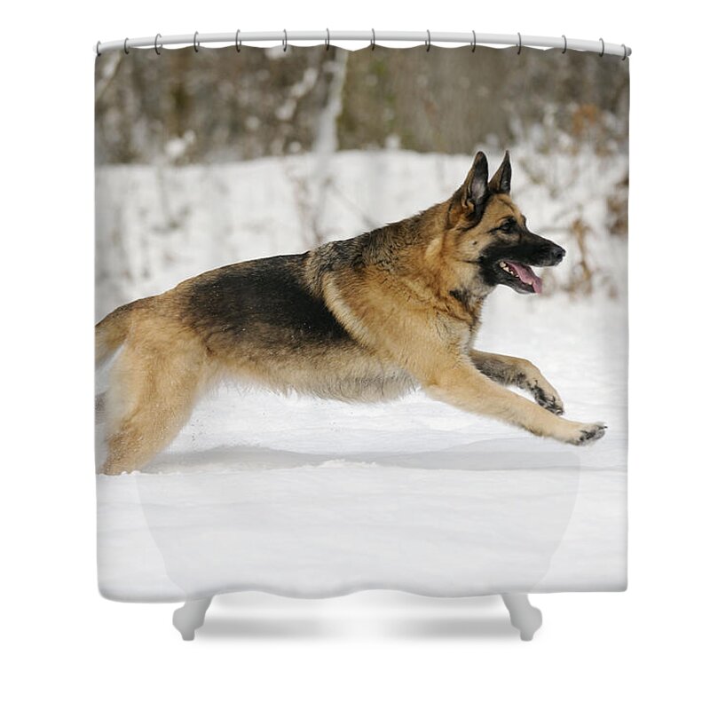 Dog Shower Curtain featuring the photograph German Shepherd Running by John Daniels