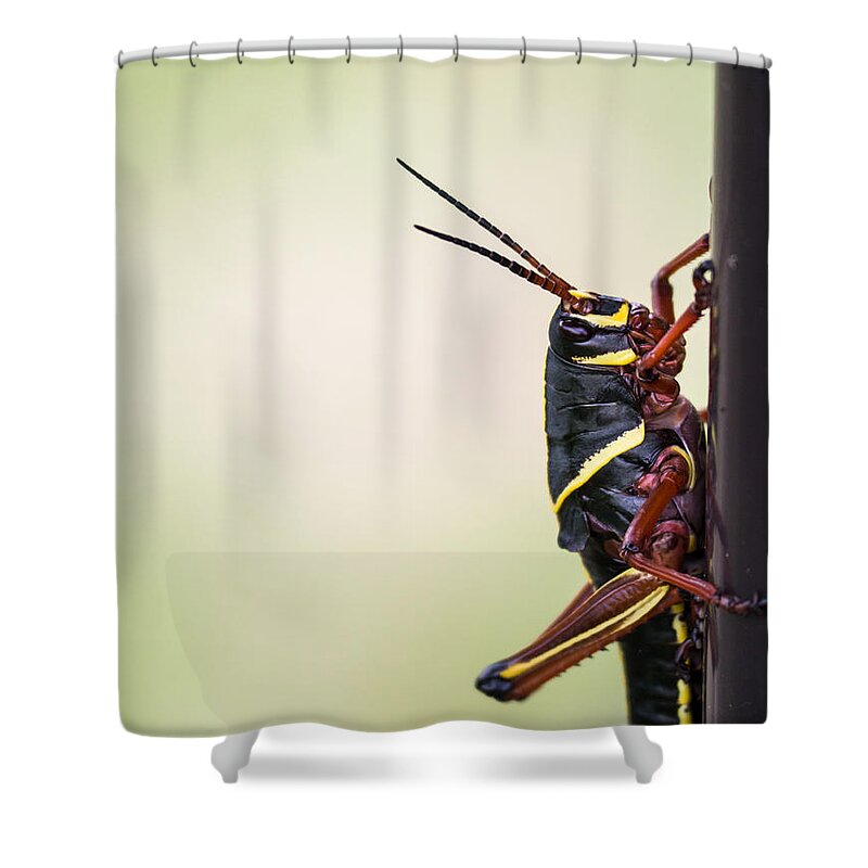 Giant Shower Curtain featuring the photograph Giant Eastern Lubber Grasshopper by Edward Fielding