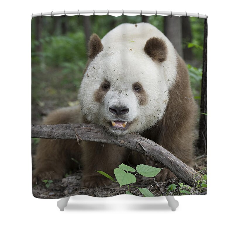 Katherine Feng Shower Curtain featuring the photograph Giant Panda Brown Morph China by Katherine Feng