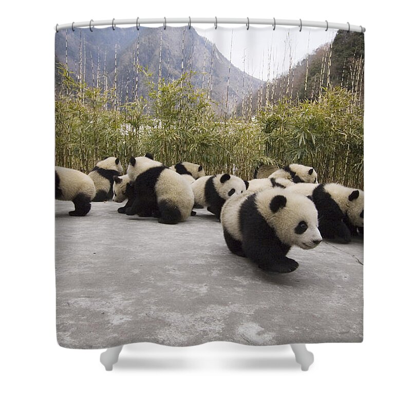Feb0514 Shower Curtain featuring the photograph Giant Panda Cubs Wolong China by Katherine Feng