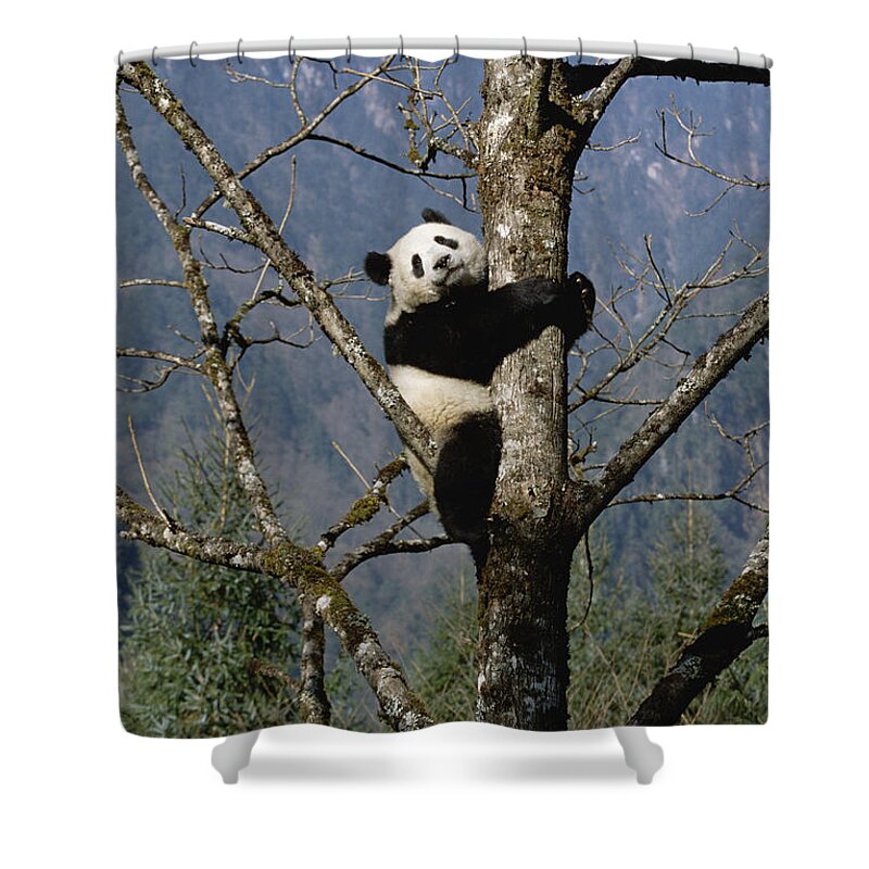 Feb0514 Shower Curtain featuring the photograph Giant Panda In Tree Wolong Nature by Konrad Wothe