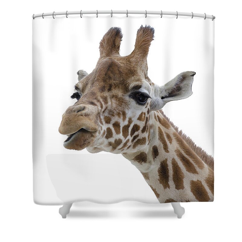 Giraffe Shower Curtain featuring the photograph Giraffe - colour by Steev Stamford