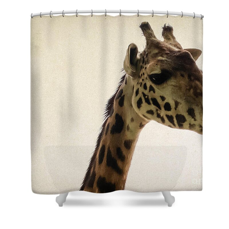 Wildlife Shower Curtain featuring the photograph Giraffe 2 by Andrea Anderegg
