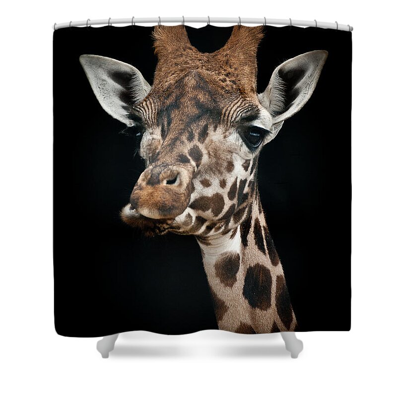 Animal Shower Curtain featuring the photograph Giraffe by Chris Boulton