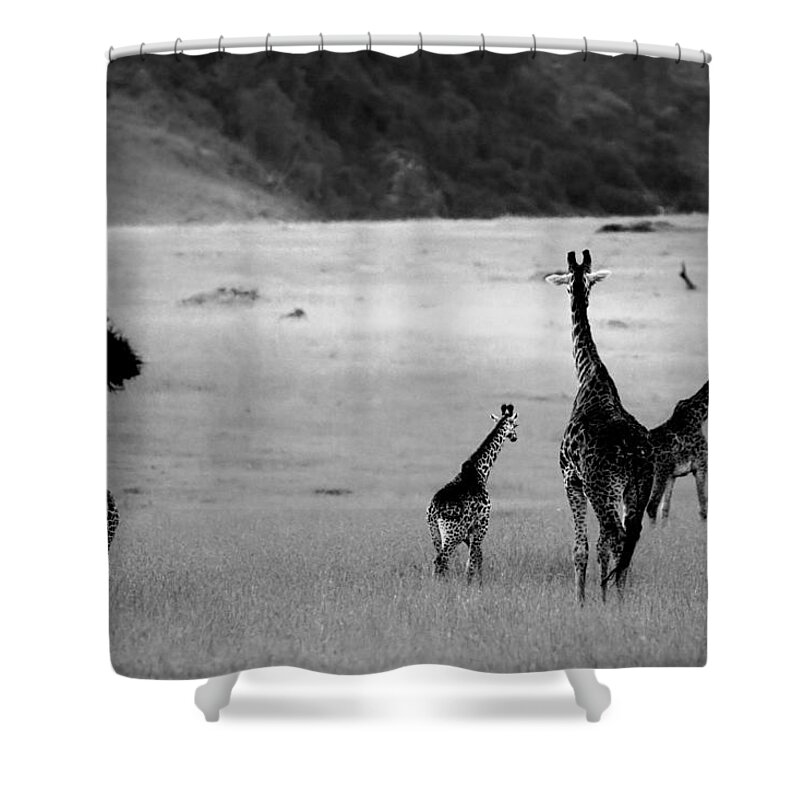 Giraffe Shower Curtain featuring the photograph Giraffe in Black and White by Sebastian Musial