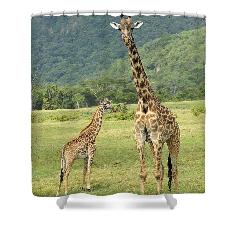 Thomas Marent Shower Curtain featuring the photograph Giraffe Mother And Calftanzania by Thomas Marent