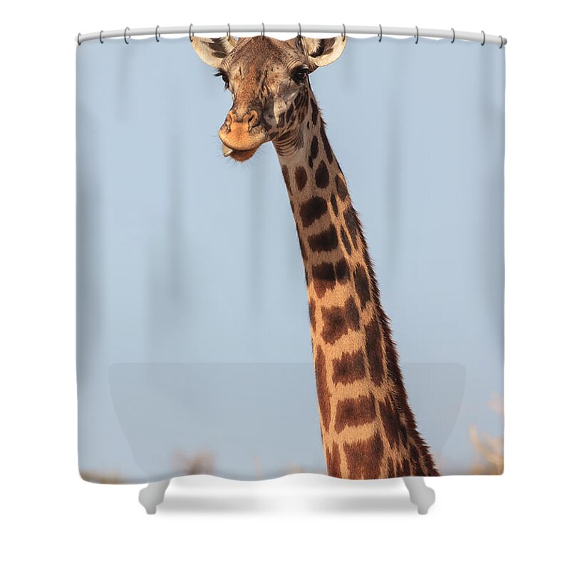 3scape Photos Shower Curtain featuring the photograph Giraffe Tongue by Adam Romanowicz