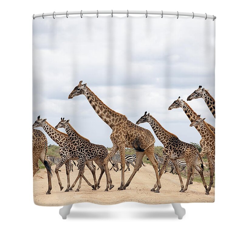 Eco Tourism Shower Curtain featuring the photograph Giraffes Are Running by 1001slide
