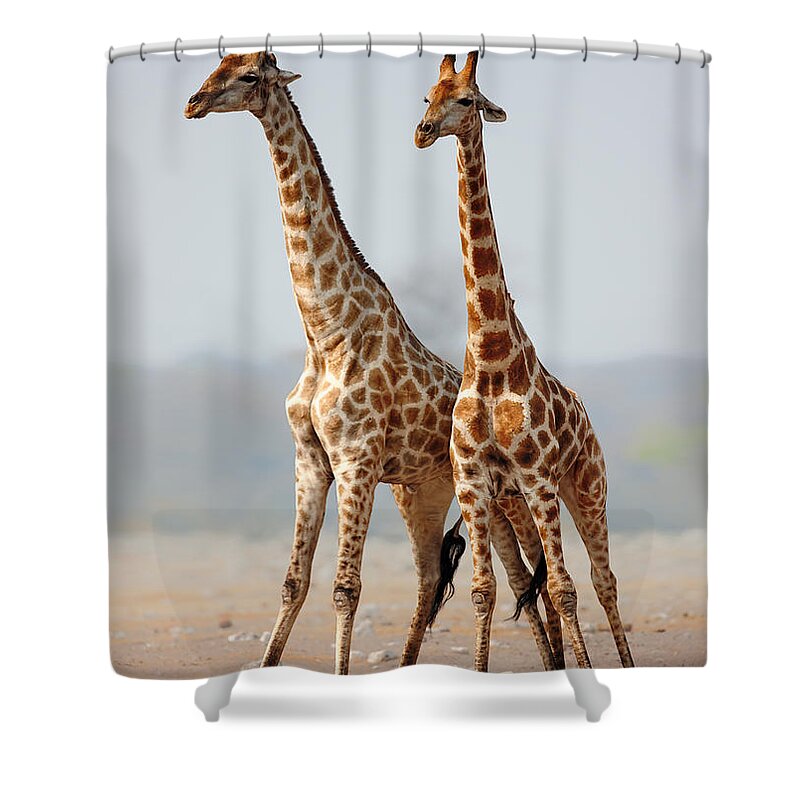 Giraffes Shower Curtain featuring the photograph Giraffes standing together by Johan Swanepoel
