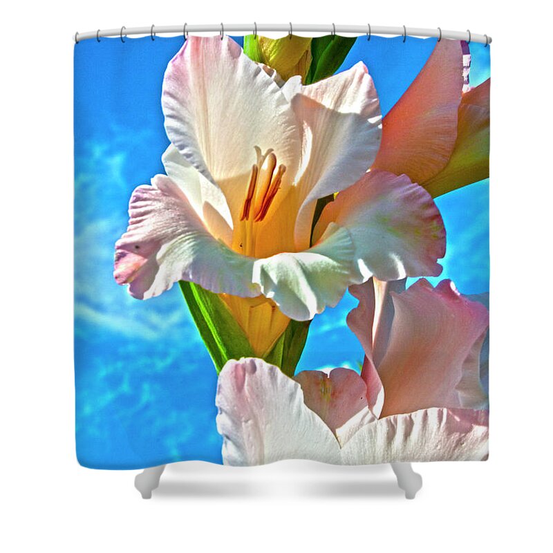 Gladiolus Shower Curtain featuring the photograph Gladiolus by Heiko Koehrer-Wagner